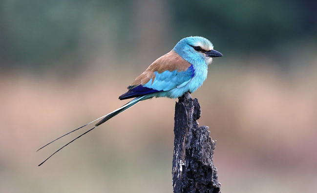 Photograph of Abyssinian Roller