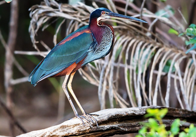 Photograph of Agami Heron