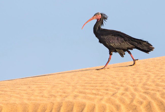 Photograph of Northern Bald Ibis