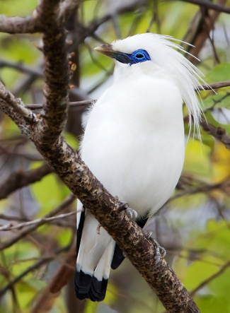 Photograph of Bali Myna