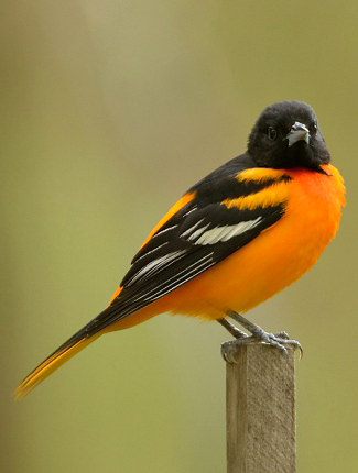 Photograph of Baltimore Oriole