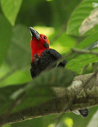 Photograph of Bornean Bristlehead