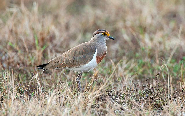 Photograph of Brown-chested Lapwing