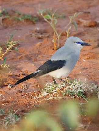 Photograph of Ethiopian or Stresemann's Bushcrow