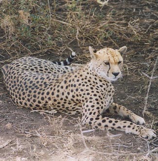 Photograph of Cheetah
