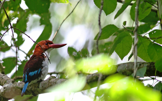 Photograph of Chocolate-backed Kingfisher