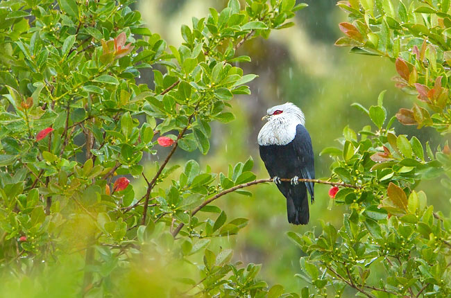 Photograph of Comoro Blue-pigeon