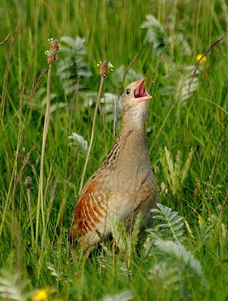 Photograph of Corn Crake