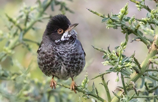 Photograph of Cyprus Warbler