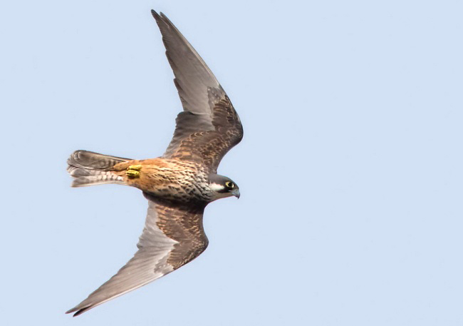 Photograph of Eleonora's Falcon