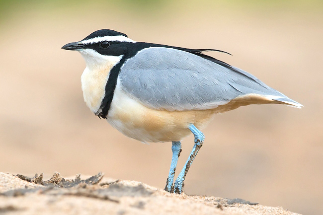 Photograph of Egyptian Plover