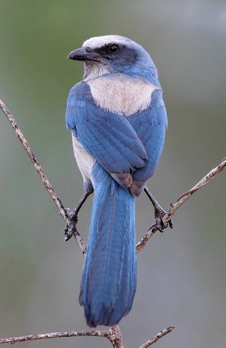 Photograph of Florida Scrub-jay