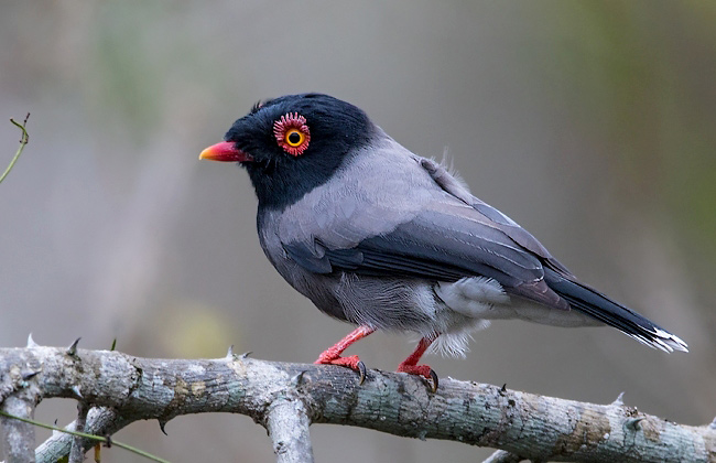 Photograph of Gabela Helmetshrike