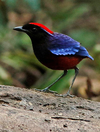 Photograph of Garnet Pitta