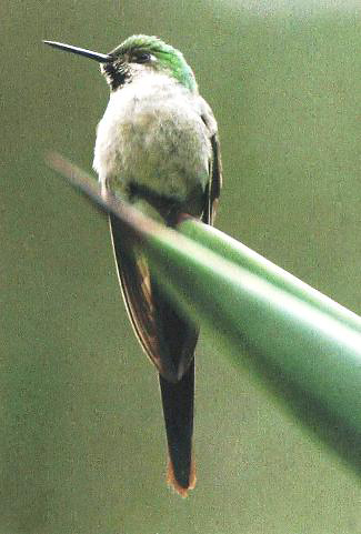 Photograph of Grey-bellied Comet