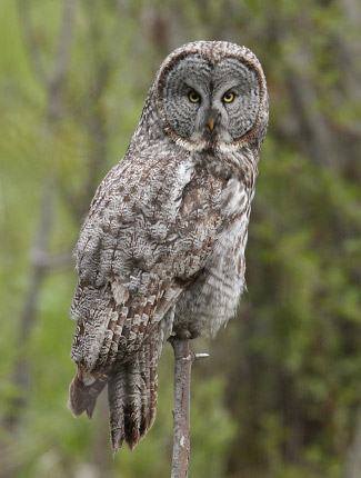 Photograph of Great Grey Owl