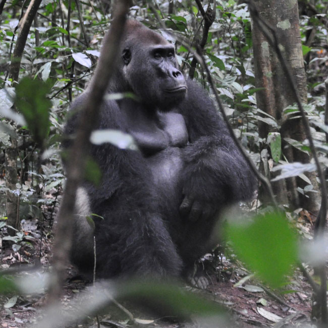 Photograph of Western Lowland Gorilla
