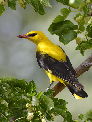 Photograph of Eurasian Golden Oriole