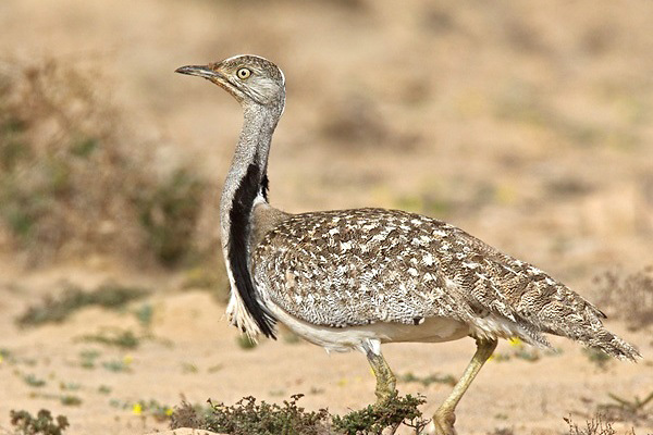 Photograph of African Houbara Bustard
