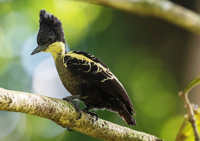 Photograph of Heart-spotted Woodpecker