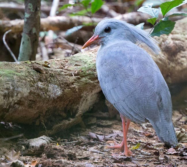 Photograph of Kagu