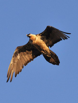 Photograph of Lammergeier