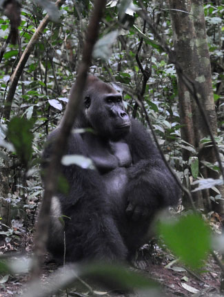 Photograph of Western Lowland Gorilla
