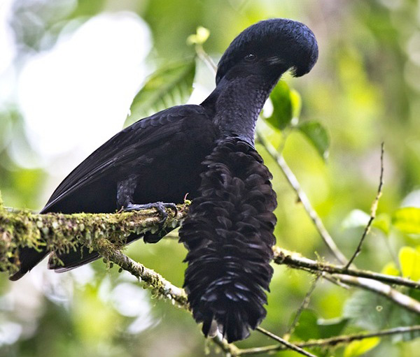 Photograph of Long-wattled Umbrellabird