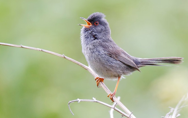 Photograph of Marmora's Warbler