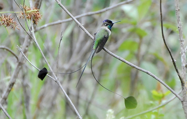 Photograph of Marvellous Spatuletail