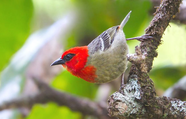 Photograph of Mauritius Fody