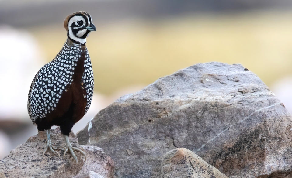 Photograph of Montezuma Quail