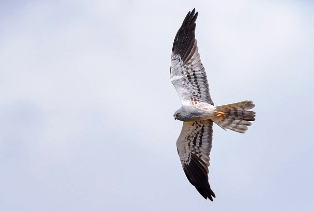 Photograph of Montagu's Harrier