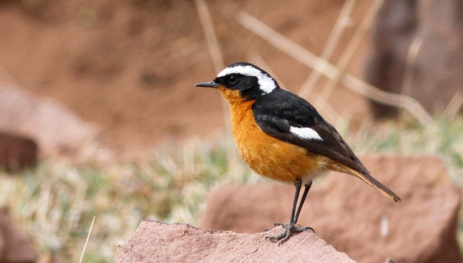 Photograph of Moussier's Redstart