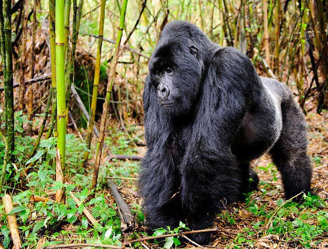 Photograph of Mountain Gorilla
