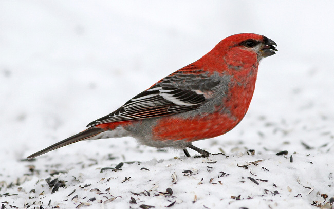 Photograph of Pine Grosbeak