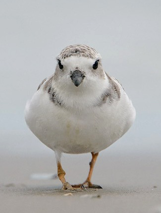 Photograph of Piping Plover