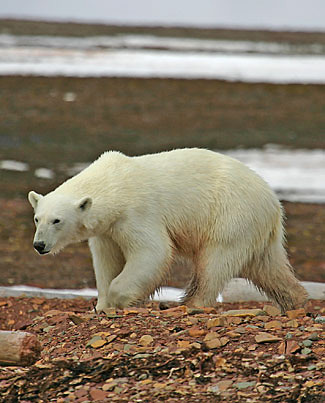 Photograph of Polar Bear