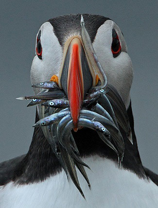 Photograph of Atlantic Puffin