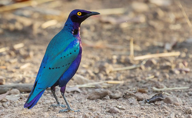 Photograph of Purple Starling