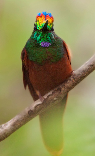 Photograph of Rainbow Starfrontlet