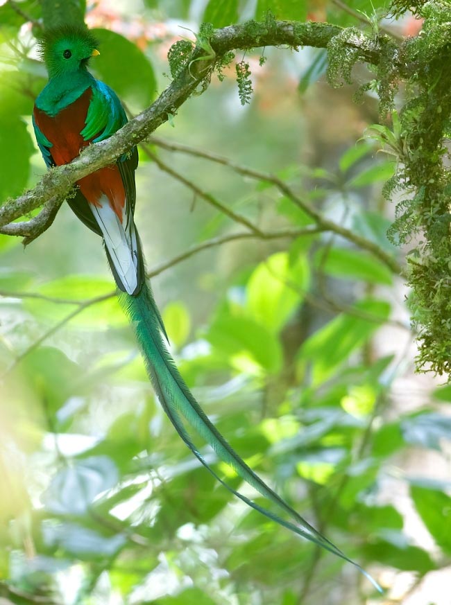 Photograph of Resplendent Quetzal