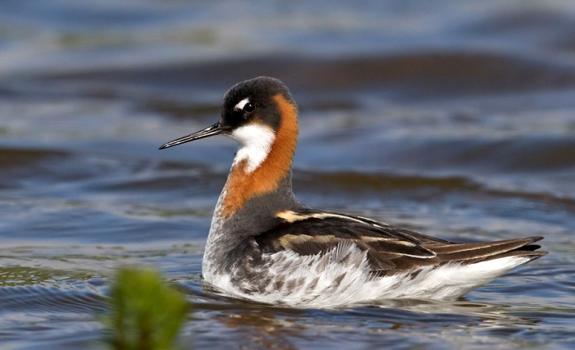 Photograph of Red-necked Phalarope