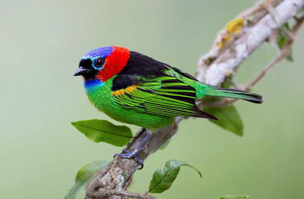 Photograph of Red-necked Tanager