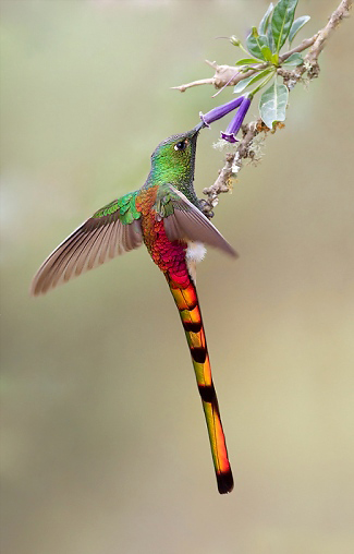 Photograph of Red-tailed Comet