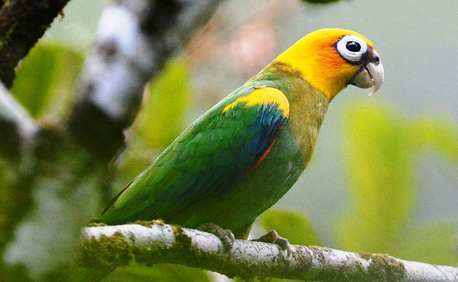 Photograph of Saffron-headed Parrot