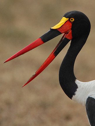 Photograph of Saddle-billed Stork