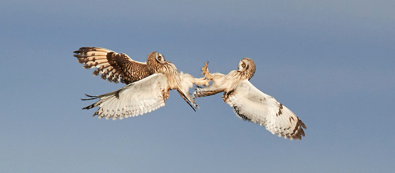 Photograph of Short-eared Owls