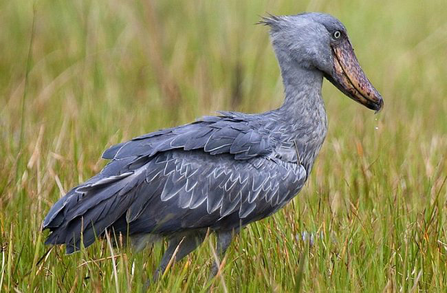 Photograph of Shoebill