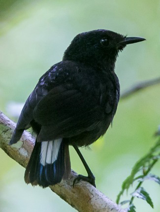 Photograph of Taveuni Silktail